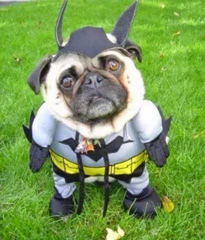 HALLOWEEN: Disfraces para Perros!