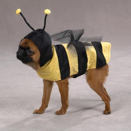 HALLOWEEN: Disfraces para Perros!