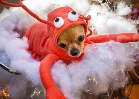 HALLOWEEN: Disfraces para Perros!