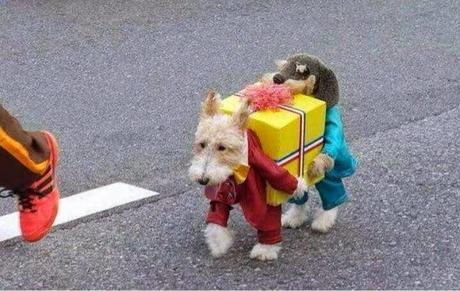 HALLOWEEN: Disfraces para Perros!