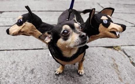 HALLOWEEN: Disfraces para Perros!