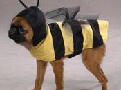 HALLOWEEN: Disfraces para Perros!
