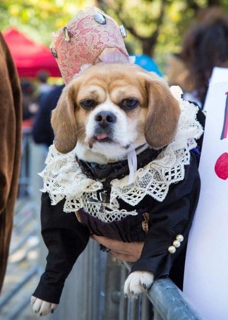 HALLOWEEN: Disfraces para Perros!