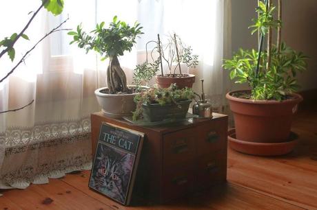 Cajones y plantas