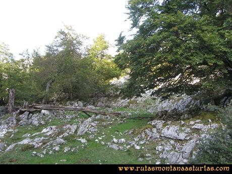 Ruta Ercina, Verdilluenga, Punta Gregoriana, Cabrones: Bosque de las Reblagas