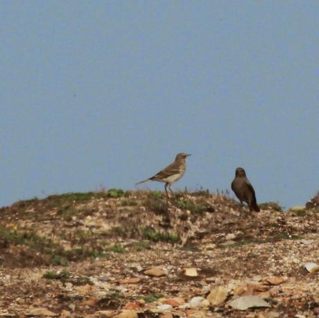 Bisbita alpino en Peñas