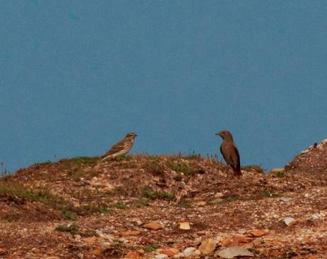 Bisbita alpino en Peñas