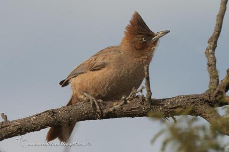 Cacholote castaño (Brown Cacholote) Pseudoseisura lophotes
