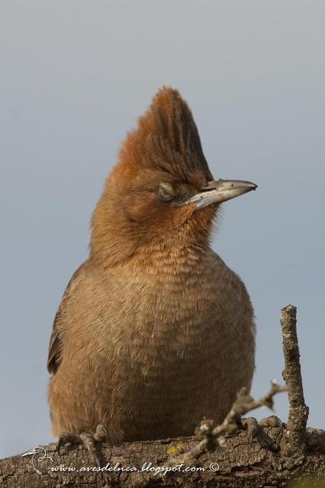 Cacholote castaño (Brown Cacholote) Pseudoseisura lophotes