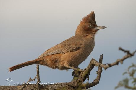 Cacholote castaño (Brown Cacholote) Pseudoseisura lophotes