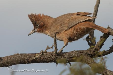 Cacholote castaño (Brown Cacholote) Pseudoseisura lophotes