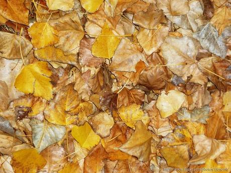 5198128204_6f3f418e31_z