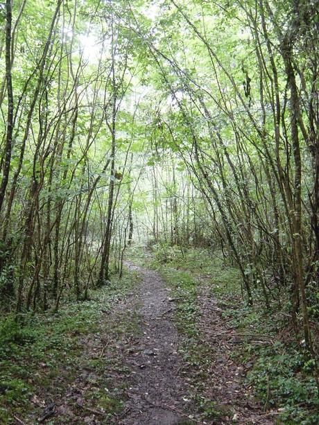 El viaje de Tanaka - David Cantero