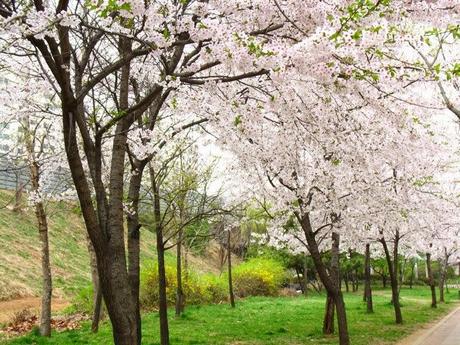 El viaje de Tanaka - David Cantero