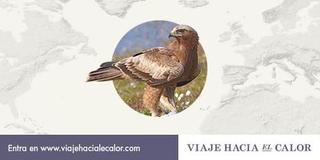 ¿Te gusta el águila calzada?