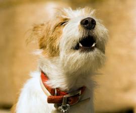 mi perro ladra mucho