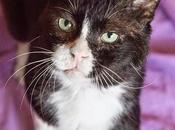 Munch: Gato mayor busca familia, regazo calor