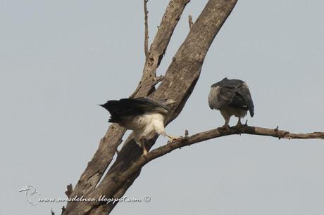 Águila mora (Black-chested Buzzard-Eagle) Geranoaetus melanoleucus