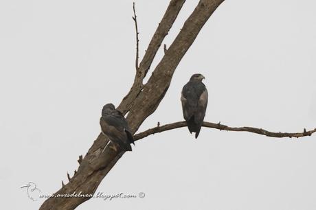 Águila mora (Black-chested Buzzard-Eagle) Geranoaetus melanoleucus