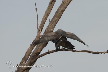 Águila mora (Black-chested Buzzard-Eagle) Geranoaetus melanoleucus