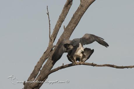 Águila mora (Black-chested Buzzard-Eagle) Geranoaetus melanoleucus