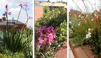 jardin terraza encinar moraleja 10 Diseño de jardín y decoración para una terraza pequeña y con mucho encanto