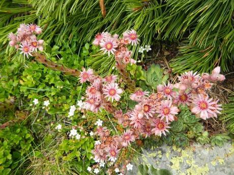 Flora de los senderos. La Siempreviva . Valle de Benasque