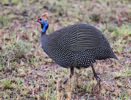 ¿De dónde viene el pavo?