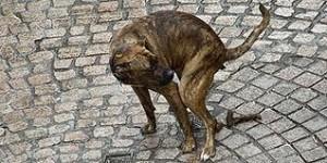 #derechos de los contribuyentes