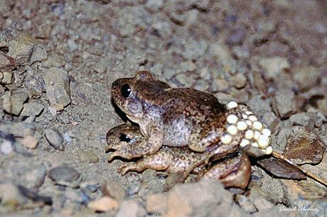 Los anfibios de Picos de Europa al borde del colapso