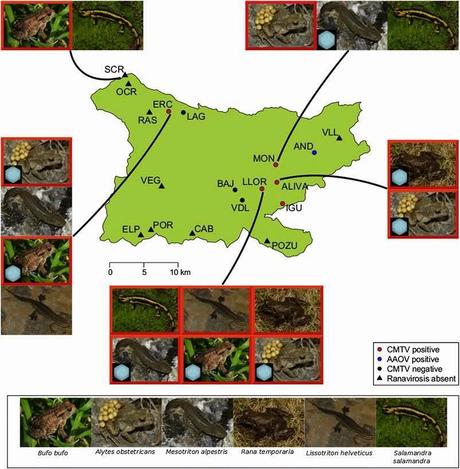 Los anfibios de Picos de Europa al borde del colapso