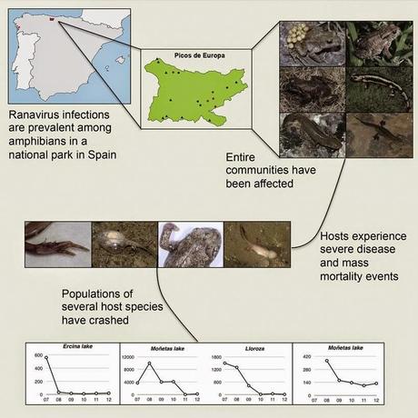 Los anfibios de Picos de Europa al borde del colapso