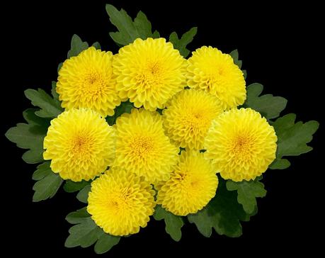 Las plantas carnívoras y sus características