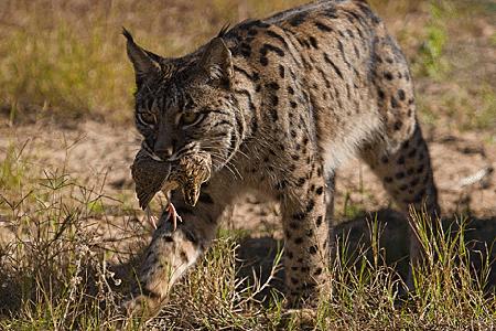 El lince ibérico, felino casi omnívoro