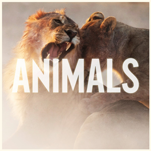 Friday Of Music: Animals - Maroon 5
