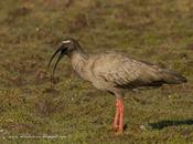 Bandurria mora (Plumbeous Ibis) Theristicus caerulescens