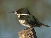 Martín pescador chico (Green Kingfisher) Chloroceryle americana