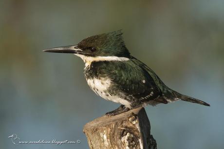 Martín pescador chico (Green Kingfisher) Chloroceryle americana