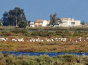 batalla ebro... delta