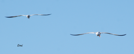 LA BATALLA DEL EBRO... EN EL DELTA
