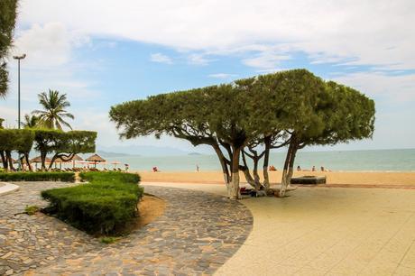 Árbol cúbico en Nha Trang