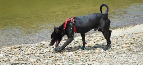 perro de búsqueda y rescate