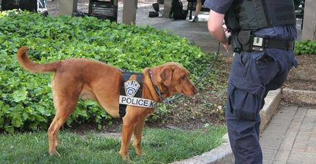 perro policía