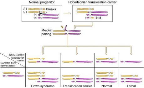 gametas-transloacion-robert-21-14-de-an-introduction-of-genetic-analysis-ncbi