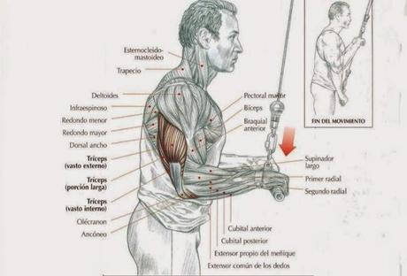 Consigue volumen en tus brazos: El Triceps