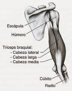 Consigue volumen en tus brazos: El Triceps