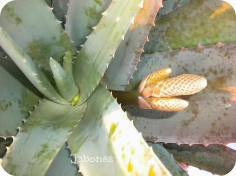 Obtener jugo de Aloe vera