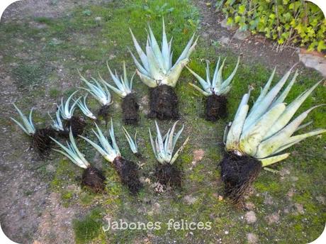 Obtener jugo de Aloe vera