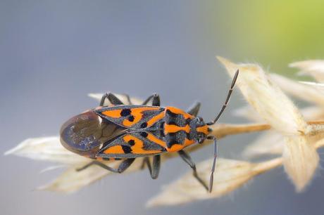 Para ampliar Spilostethus saxatilis (Scopoli, 1763) hacer clic