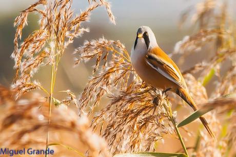 BIGOTUDOS EN LAS CAÑAS-NAVARRA-Panurus biarmicus Las cañas Navarra Spain